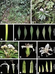 Image result for Mikaniopsis