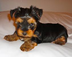 Courtney S Akc Yorkies Paige S Puppies Sold Yorkie Puppy Yorkie Yorkie Terrier See more of yorkies (dogs) on facebook. courtney s akc yorkies paige s puppies