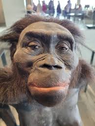 Here are some photos of what a few predecessors may have looked like. They  are from the museum of Moesgård, Aarhus, Denmark.  https://www.moesgaardmuseum.dk/en/exhibitions/permanent-exhibitions/meet-the-family/