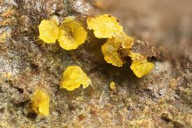 Blatonite Uo2co3 H2o Svornost St Joachimsthal Jachymov Region Karlsbad Karlovarsky Kraj Czech Republic Fov 2 Mm Copyright St Karlsbad Tschechien