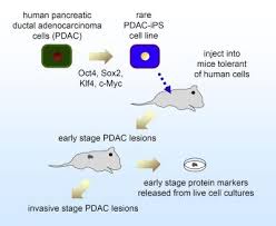 We did not find results for: Pluripotent Cells From Pancreatic Cancer Cell Eurekalert