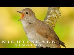1 Nightingale Bird Singing At Sunrise The Most Beautiful Bird Song Youtube Nightingale Bird Song Bird Nightingale