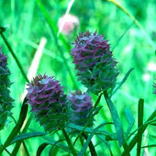 Image result for Polygala kalaboensis