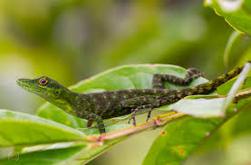 Image result for Anolis gemmosus