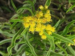 Image result for Psiadia punctulata