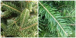 Image result for which pine tree is most fragrant