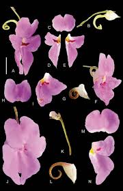 Image result for Rhipidoglossum globulosocalcaratum