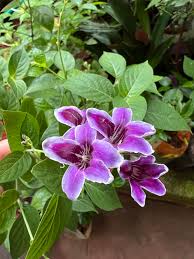 Image result for Asystasia intrusa