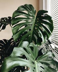 Monstera leaf tutorial mudah cara membuat daun monstera dari kain flanel youtube. I M So Sorry But Those Queen Monstera Leaves Are Just Too Big To Fit In The Frame Happy Plant Aesthetic Plants Pretty Plants