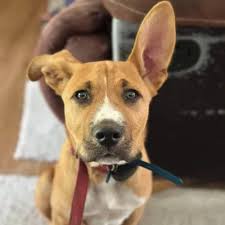 Found this dog rowing in hal farrug