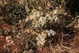 Image result for Rauvolfia vomitoria