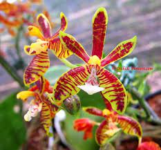 Phalaenopsis Mannii Rchb F 1871 Is A Species Is Found Through The Eastern Indian Himalayas Assam Nepal Bhutan Sikkim M Orchid Flower Phalaenopsis Orchids