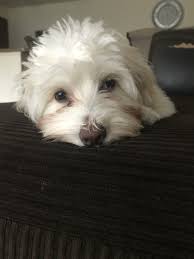Find puppies for sale in florida, miami, fort myers, tampa, orlando, south florida, lakeland, sarasota, bradenton, cape coral, ford lauderdale, st petersburg. Havanese Poo Puppies Novocom Top