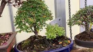 Why Your Bonsai Has Yellow Leaves In Winter Youtube