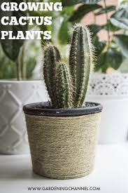 A cactus is a kind of a plant adapted to hot, dry climates. How To Grow Cactus Plants Gardening Channel