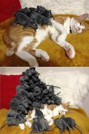 The use of animals in entertainment creates serious issues both in terms of the welfare of the individual animal as well as. Posted In A Facebook Group Called Animals In Predicaments Stuffoncats