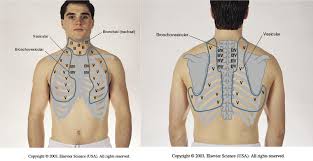 Pin By Sarah Souchak On Nursing Nclex Nursing Study Nursing Students Nursing Assessment