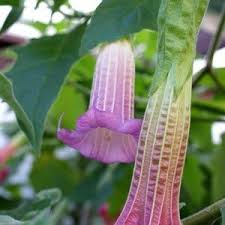 Pin On Brugmansia Cold