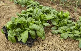 Scopri come cucinare gli spinaci per mantenere le proprietà nutrizionali e inserire nella dieta queste verdure molto sane con gusto. Spinaci Guida Alla Coltivazione Biologica