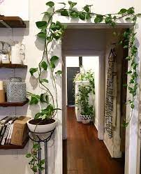 Las macetas de barro son grandes aliadas de la decoración colgante, simplemente hacemos unos agujeros con un taladro en la propia maceta y le ponemos la cuerda necesaria para. 8 Formas De Decorar Con Plantas Colgantes En Casa En 2020 Plantas Faciles De Cuidar Para Casa Plantas Colgantes Plantas Domesticas Interiores