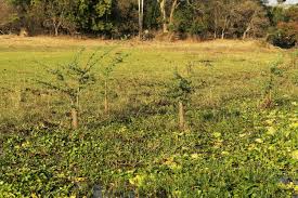 Image result for Aeschynomene elaphroxylon