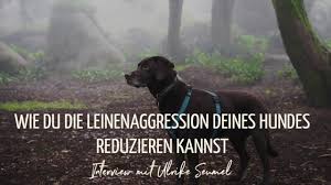 We don't have a biography for benjamin d. Podcast 54 Wie Du Die Leinenaggression Deines Hundes Reduzieren Kannst Interview Mit Ulrike Seumel Tina Schwarz