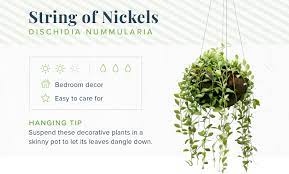 Maybe you would like to learn more about one of these? 16 Indoor Hanging Plants To Decorate Your Home Proflowers