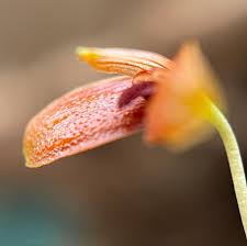 Image result for Rhipidoglossum ovale