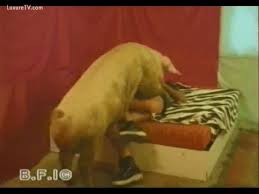 Check spelling or type a new query. Un Cochon Encule Un Bel Homme Adepte Du Sexe Animal Luxuretv