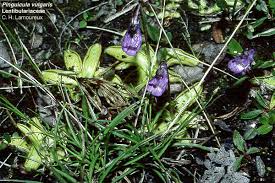 Image result for Lentibulariaceae