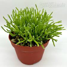 Image result for Rhipsalis