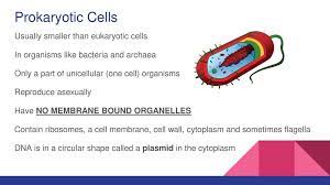 There are two basic types of cells, prokaryotic cells and eukaryotic cells. Prokaryotic Vs Eukaryotic Cells Ppt Download
