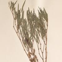 Image result for Sphenostylis marginata