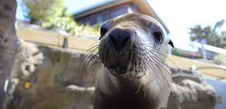 To set the seal on sth, to put the seal on sth (= confirm sth) sceller qch. Seals For The Wild Taronga Conservation Society Australia