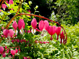 Shaped definition, of a definite form, shape, or character (often used in combination): Living Wittily Love Lies Bleeding And Bleeding Hearts A Meditation On A Poem By R S Thomas