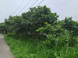 Image result for Millettia stuhlmannii