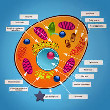 They differ greatly from plant cells, and. Cells Mind Map