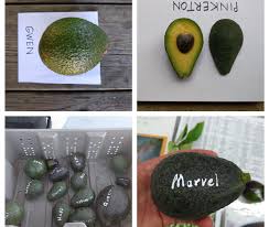 avocado varieties for year round harvest greg alders yard