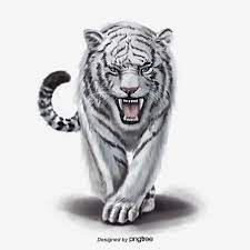 Animal Elements Of Ferocious White Tiger Png And Psd Harimau Putih Menggambar Harimau Binatang
