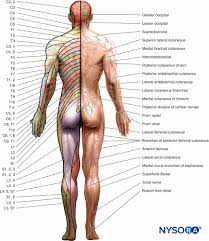 Functional Regional Anesthesia Anatomy Nysora