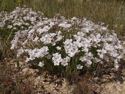 Image result for Linum volkensii