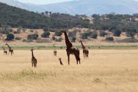 Both giraffe and camels can go without water for weeks each of them has its adaptations that allows them to survive long time without water. Giraffes Gorilla Trips Africa