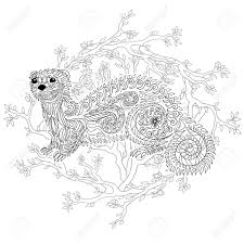 A ferret is classified as a mammal. Hand Drawn Ferret Style With High Details Coloring Page For Royalty Free Cliparts Vectors And Stock Illustration Image 60337691