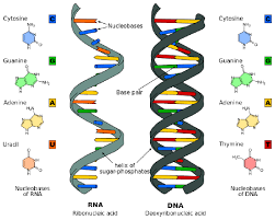 Synthesis gizmo answer key rna and protein. What Are The Base Pairing Rules In Dna And Rna