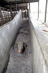 Image result for dip vat