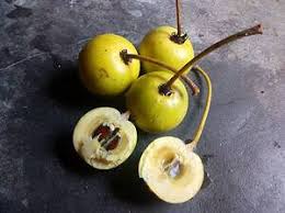 Image result for Salacia madagascariensis