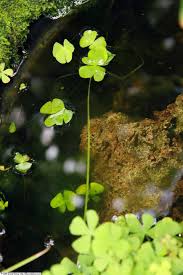 Image result for Marsilea villifolia