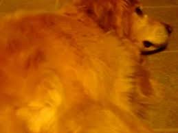 How I Cured My Dog S Bacterial Skin Infection Youtube Skin Infection Dog Treatment Home Remedies For Sinus