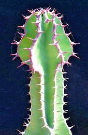 Image result for Euphorbia cooperi