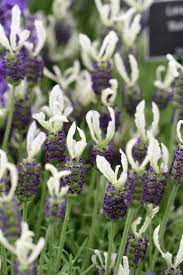 Pin On California Landscaping